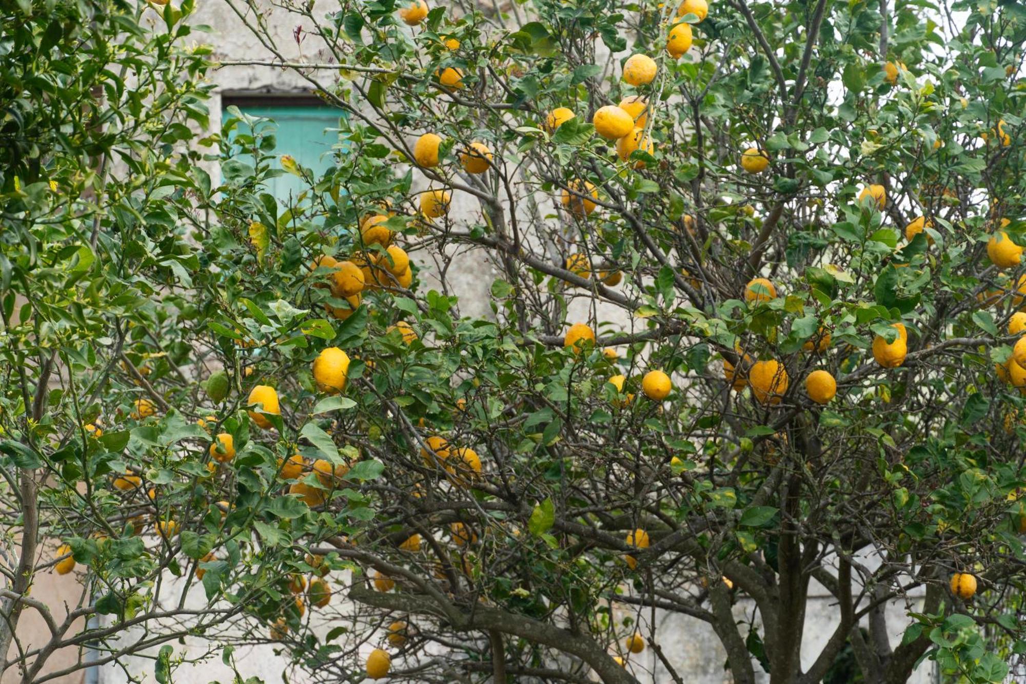 La Terrazza Sul Giardino Leilighet Procida Eksteriør bilde